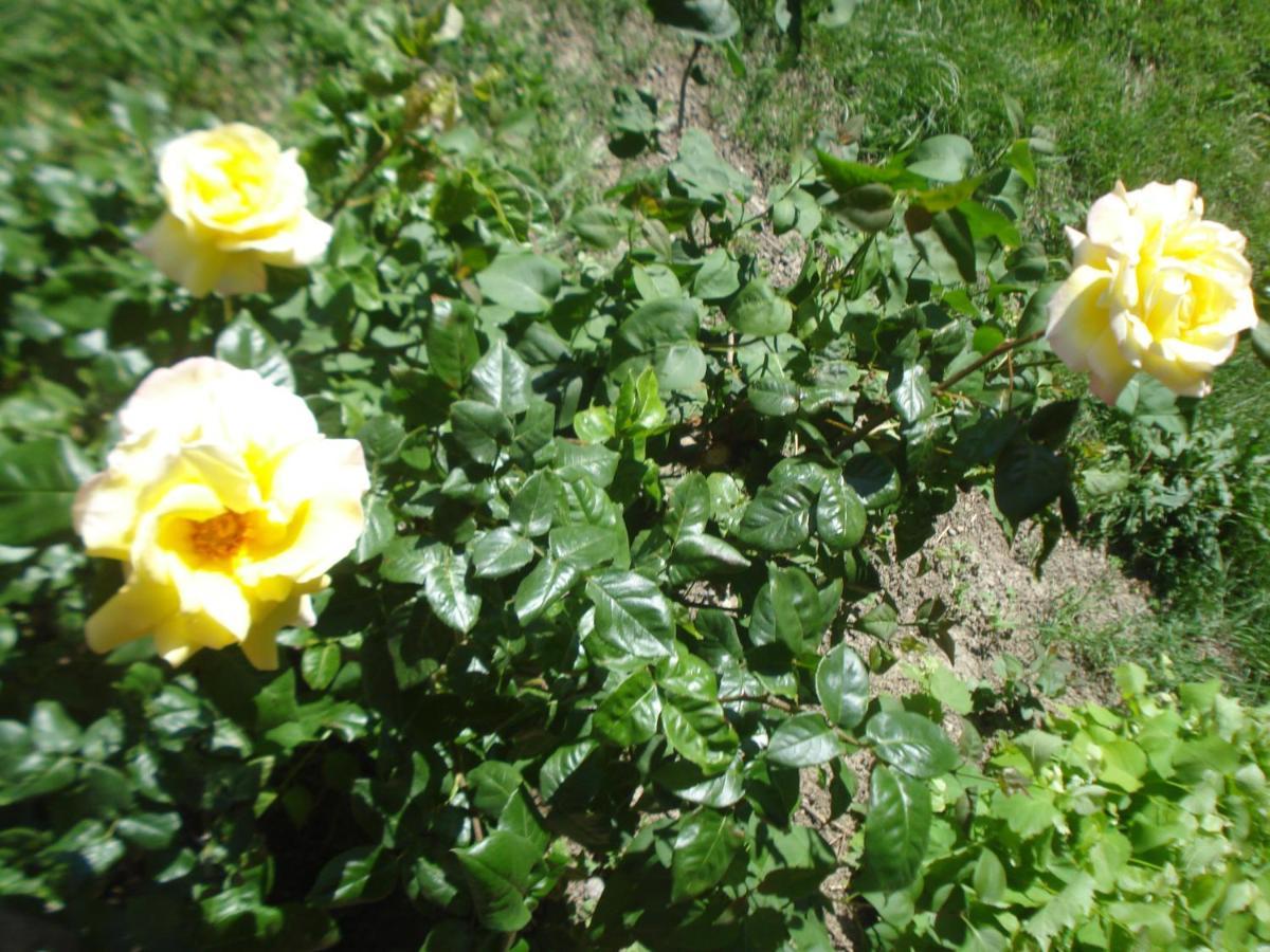 Casa Tea Bed&Breakfast&Home Restaurant Tagliolo Monferrato Exterior foto