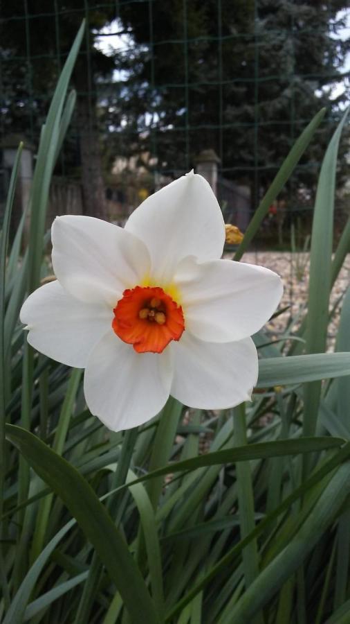 Casa Tea Bed&Breakfast&Home Restaurant Tagliolo Monferrato Exterior foto