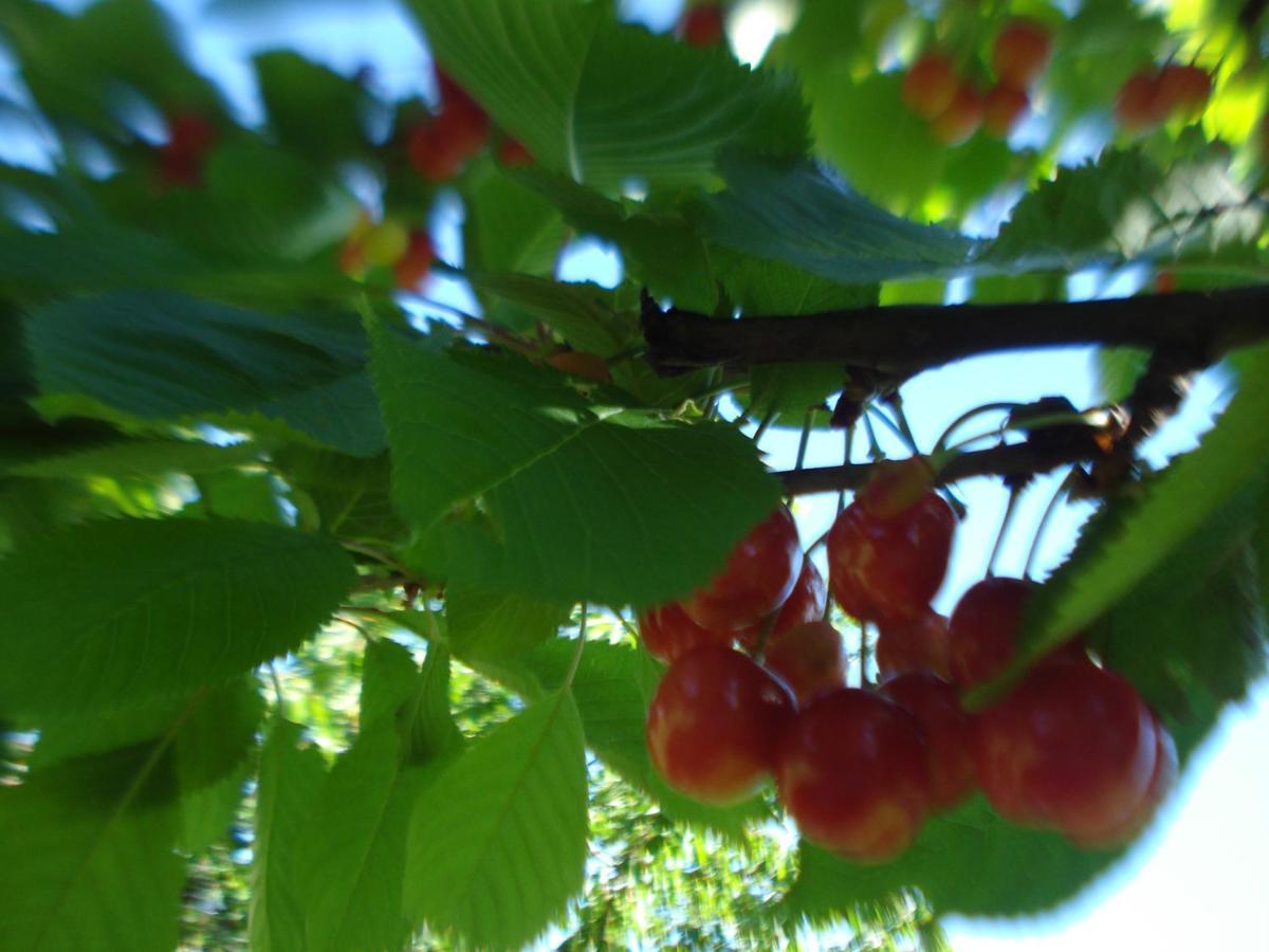 Casa Tea Bed&Breakfast&Home Restaurant Tagliolo Monferrato Exterior foto