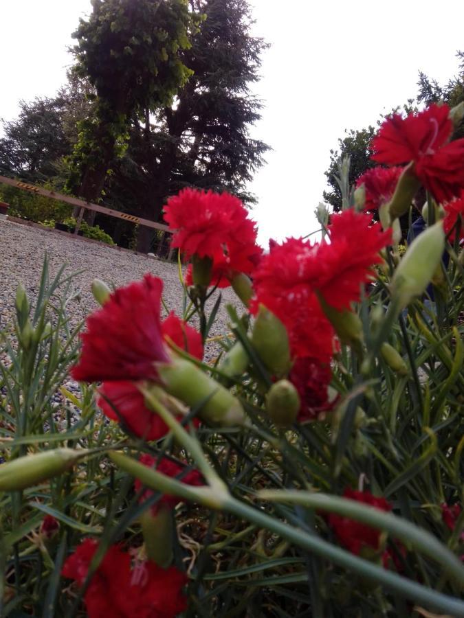 Casa Tea Bed&Breakfast&Home Restaurant Tagliolo Monferrato Exterior foto